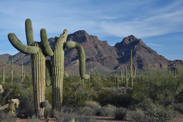 cactus personalities